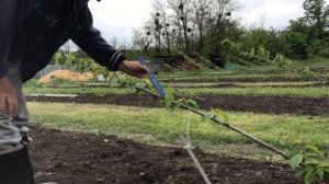 Второй этап формировки Черешни по методу UFO (update)