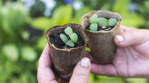 Как вырастить самую большую тыкву – полезные советы