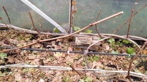 Обрезка ВИНОГРАДА в теплице.Экспериментируем с обрезкой.