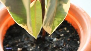 Фикус опустил листья /перелив