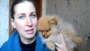 Как растет шпиц Лили Сан, 3 месяца