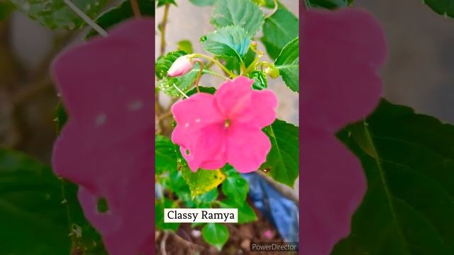 Impatiens walleriana flowers| Chinese Balasam