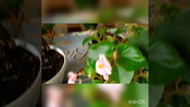 Цветущие комнатные растения в ноябре 2021 года. смотреть онлайн