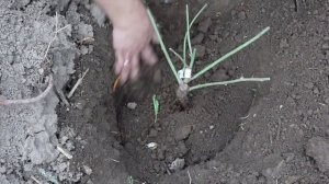 Распаковка роз из Дагестана заказ с интернет магазина "Королевство Роз".