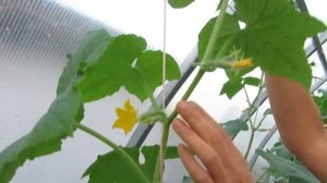 МАСТЕР - КЛАСС : ФОРМИРОВАНИЕ КОЛЬЦА ИЗ СТЕБЛЯ ОГУРЦА.