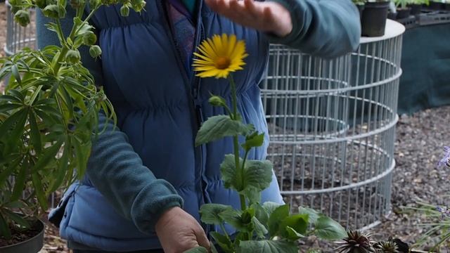 DORONICUM x excelsum 'Harpur Crewe'