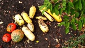 Уборка КАБАЧКОВ, ТЫКВЫ и грядок