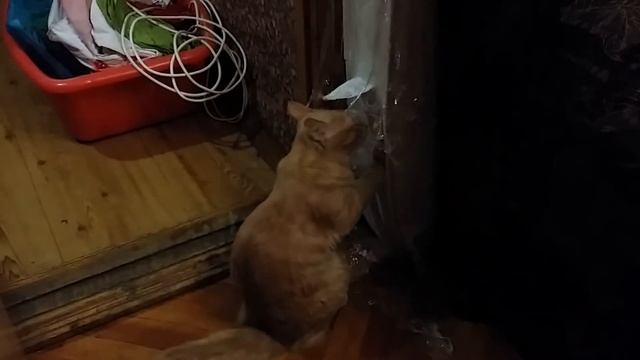 Кошка снимает стресс после переезда смотреть онлайн