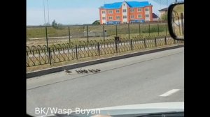 Вежливые люди. В Салехарде автомобилистам приходится на дорогах пропускать выводки утят