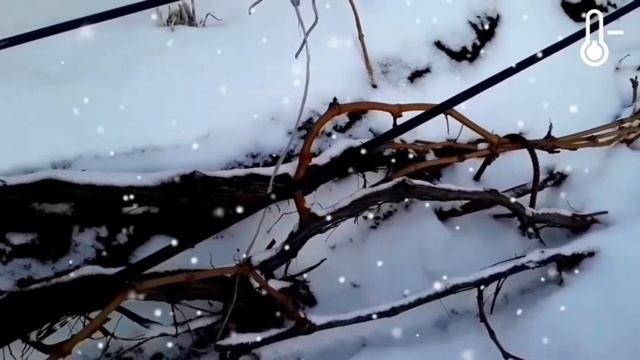 САДОВОД ЗНАЙ! Зимостойкость и морозостойкость — в чем разница?