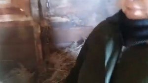 Послеродовое залеживание у коров