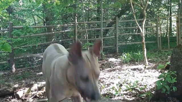 Stella 5 month old Thai Ridgeback for sale смотреть онлайн