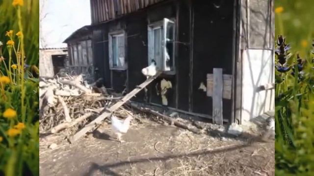 Адлерская серебристая порода кур. Куры выходят утром из курятника. Потеряевка смотреть онлайн