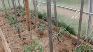 Откапельный полив из медицинских капельниц