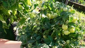 Эти шесть БАЛКОННЫХ томатов приятно вас удивят! Советы от ЗЕЛЕНОГО ОГОРОДА!