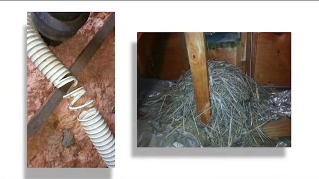 The Solution to Bats, Mice, & Squirrels Entering Roof Ridge Vents - Ridge-Guard® смотреть онлайн
