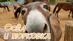 Осёл и морковка О том о сём