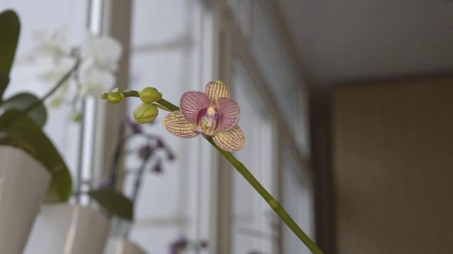 ВАЖНО про орхидеи! ПОСАДКА ЦВЕТОВ без дренажа! КОМНАТНЫЕ ЦВЕТЫ оживут! смотреть онлайн