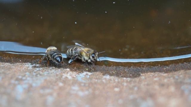 20150803191826 Пчёлка. Пьёт воду. смотреть онлайн