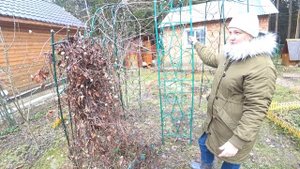ОБРЕЗКА КЛЕМАТИСА ВИЛЬ ДЕ ЛИОН