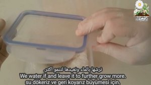 زراعة المانجو من البذرة _ How to Grow a Mango Tree from Seed