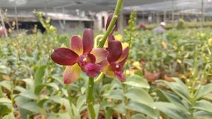 dendrobium burana sundae