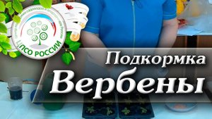 Подкормка Вербены. Когда и как проводить подкормку рассады Вербены.