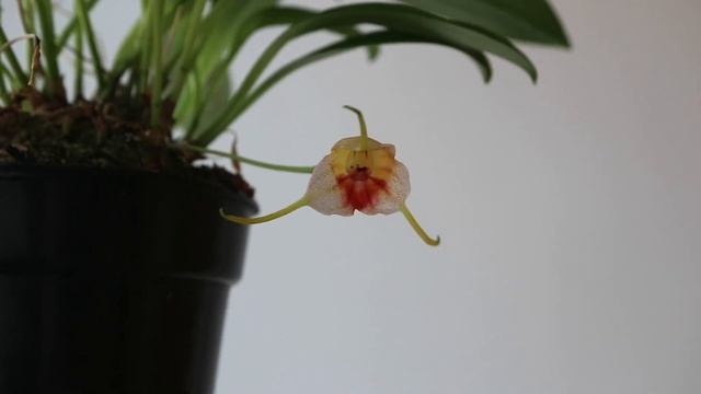 Причины пожелтения и отсушивания бутонов у масдеваллий. смотреть онлайн