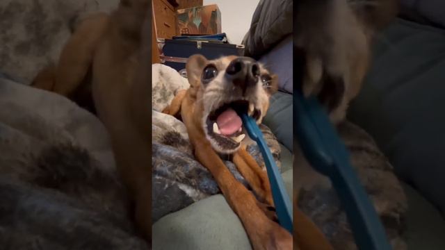 Sam likes to brush his teeth смотреть онлайн