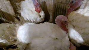 Могут ли ИНДЮШКИ Дуться как ИНДЮКИ?! я в шоке))))