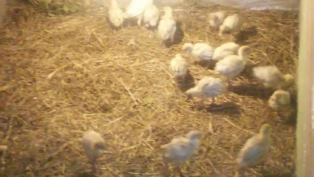 Индюшата переехали на дачу смотреть онлайн