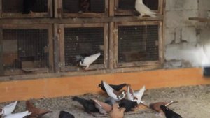 Армавирские голуби