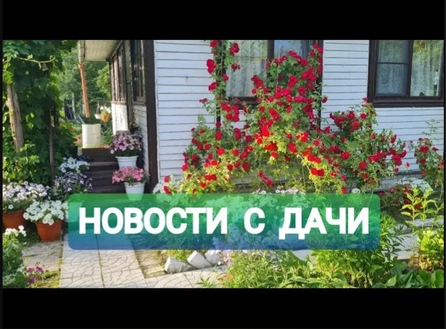 ЧТО нового НА ДАЧЕ _ПРОГУЛКА по САДУ _ Walk in the garden.mp4