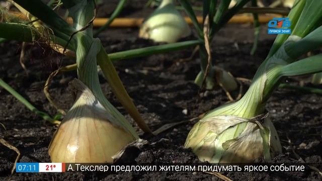 Советы по выращиванию лука и чеснока в рубрике «Руки садовода»