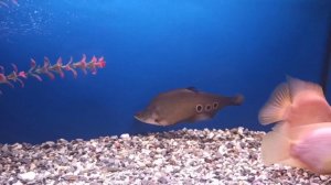 индийский нож-аквариумная рыба