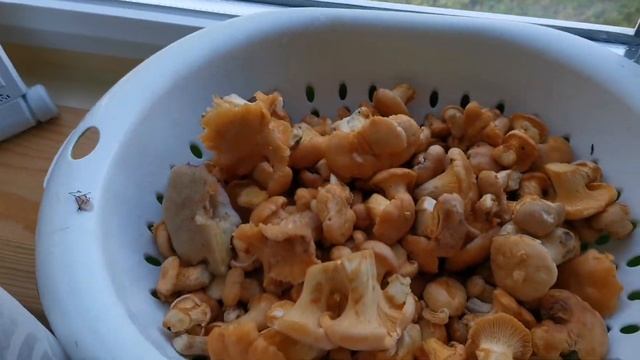 Первые #грибы #лисички в этом году. Как я их жарю с картошкой. ВЛОГ#домахорошо #выходные #деревня смотреть онлайн