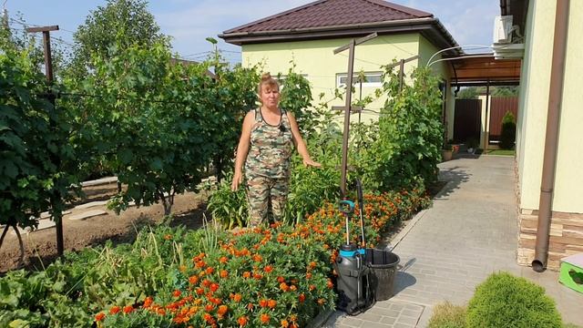 Лучшее от вершинной гнили и недорогое смотреть онлайн