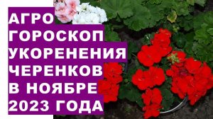 Агрогороскоп укоренения черенков в ноябре 2023  Agrohoroscope for rooting cuttings in November 2023