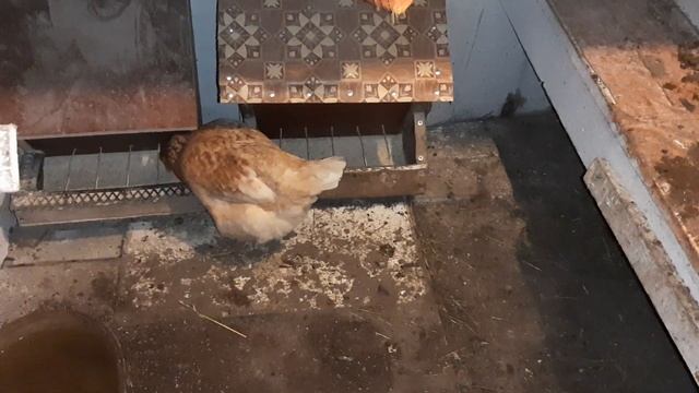 Вечер, жизнь кур в курятнике! #курынесушки #chick #куры #петухи #курятник смотреть онлайн