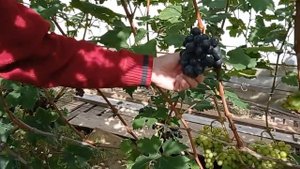 @Виноград Шарада UA  Хороший виноград, ультраранний