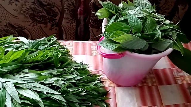 Сбор и подготовка листвы к ферментации смотреть онлайн