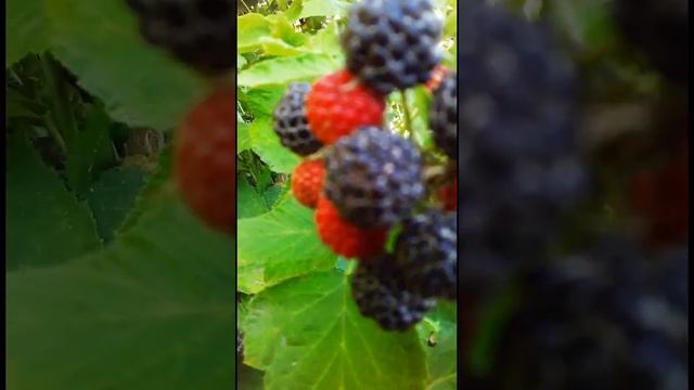 Кумберленд