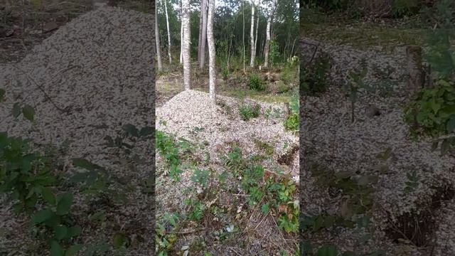 Часть 3⃣
Новый проект?
?дом 10*10 в один этаж
С нулевой точки до полной готовности ? смотреть онлайн