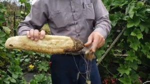 Натуральные мочалки из люффы