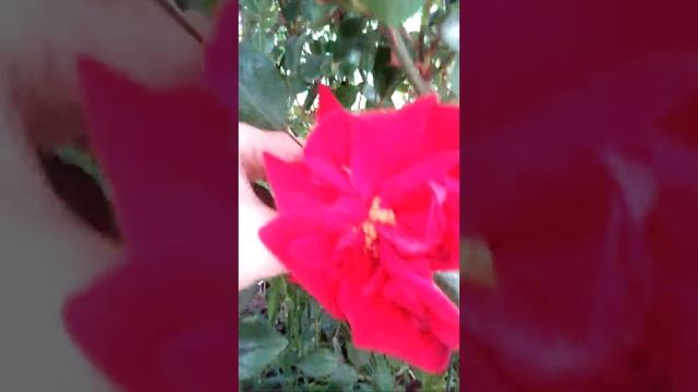 Обзор плетистой розы "Сантана", первое майское цветение роз в саду. смотреть онлайн