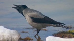 Звуки природы для детей. Птицы. Вороны