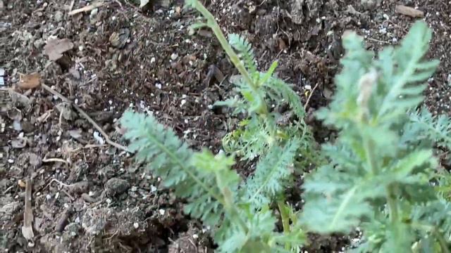 Delphinium Blooming Stunning! смотреть онлайн
