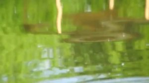 Как клюёт карп