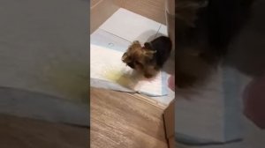 Как отучить собачку гадить