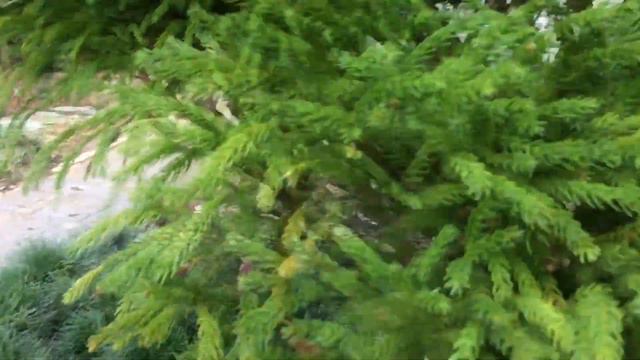 Франция🌺ПАРК ВОЗЛЕ ТЕАТРА в Кемпере🌺Цветущие камелии в феврале. смотреть онлайн